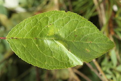 Phyllonorycter cerasicolella
