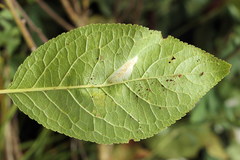 Phyllonorycter cerasicolella