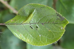 Phyllonorycter cerasicolella
