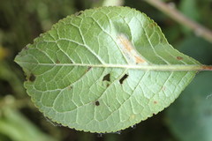 Phyllonorycter cerasicolella