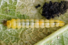Phyllonorycter cerasicolella
