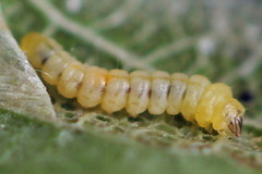 Phyllonorycter cerasicolella