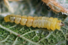 Phyllonorycter cerasicolella