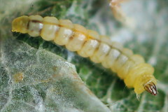Phyllonorycter cerasicolella