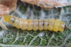 Phyllonorycter cerasicolella