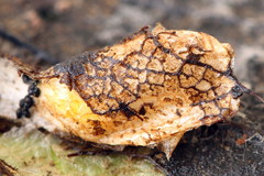 Phyllonorycter cerasicolella