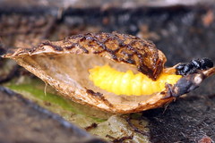 Phyllonorycter cerasicolella