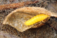 Phyllonorycter cerasicolella
