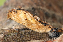 Phyllonorycter cerasicolella