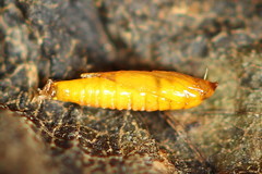 Phyllonorycter cerasicolella