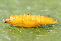 Phyllonorycter cerasicolella