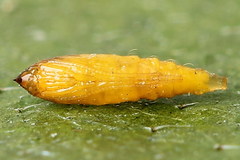 Phyllonorycter cerasicolella