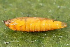 Phyllonorycter cerasicolella