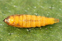 Phyllonorycter cerasicolella