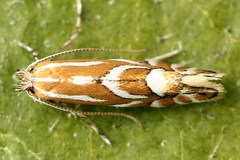 Phyllonorycter cerasicolella