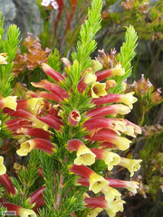Erica macowanii