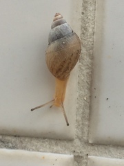 Bulimulus
