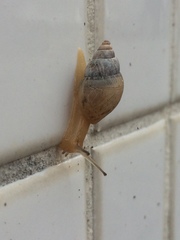 Bulimulus