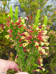 Erica macowanii