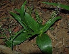 Ornithogalum princeps image