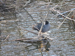 Fulica atra