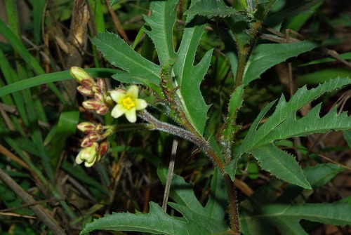 Jatropha schlechteri subsp. schlechteri image