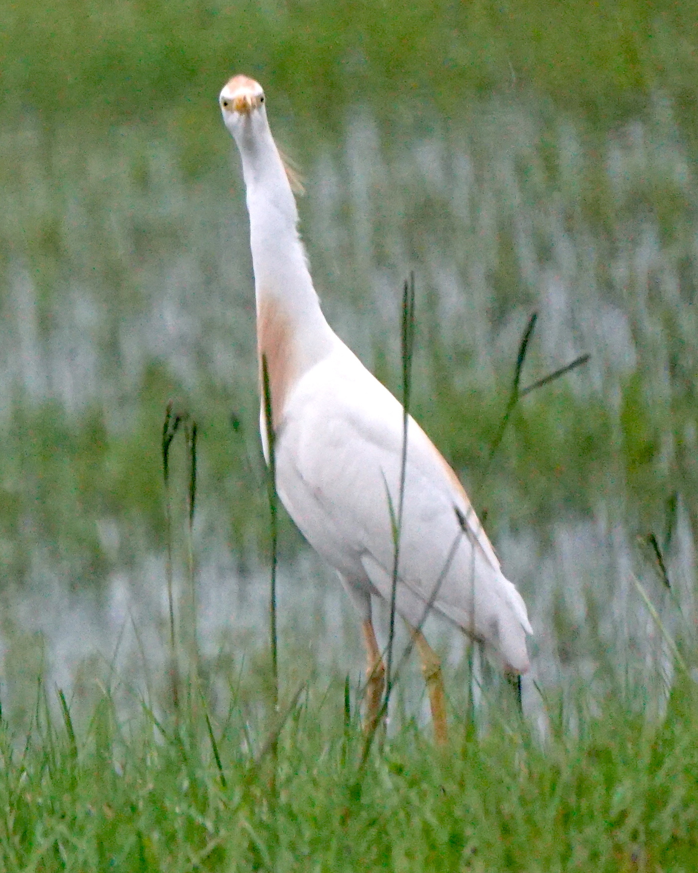 Western Cattle Egret