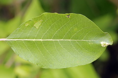 Phyllonorycter dubitella