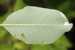 Phyllonorycter dubitella