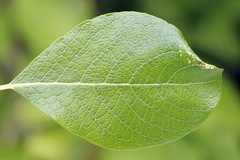 Phyllonorycter dubitella