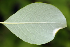 Phyllonorycter dubitella