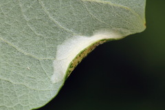 Phyllonorycter dubitella