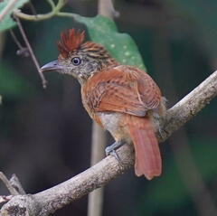 Thamnophilus doliatus image