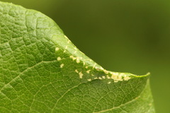 Phyllonorycter dubitella