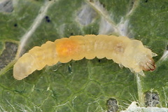 Phyllonorycter dubitella