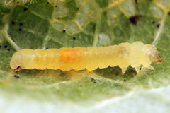 Phyllonorycter dubitella