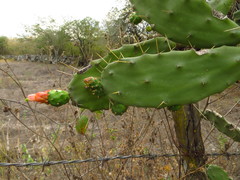 Opuntia dejecta
