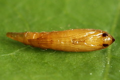 Phyllonorycter dubitella