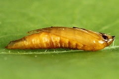 Phyllonorycter dubitella
