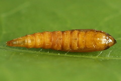 Phyllonorycter dubitella