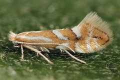 Phyllonorycter dubitella