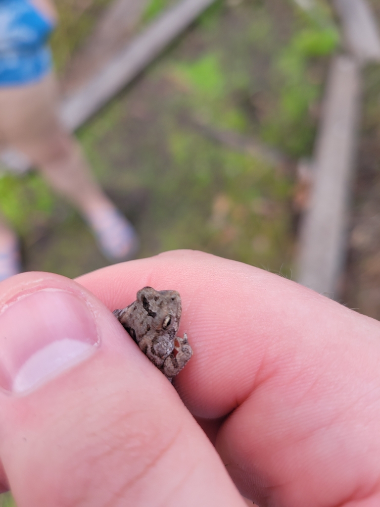 Southern Toad from Carolina Beach, NC 28428, USA on June 15, 2023 at 04 ...