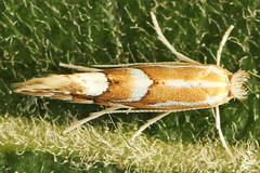Phyllonorycter dubitella