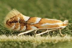 Phyllonorycter dubitella