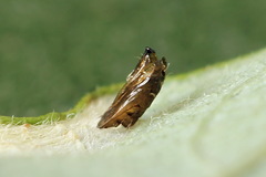 Phyllonorycter dubitella