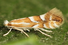 Phyllonorycter dubitella