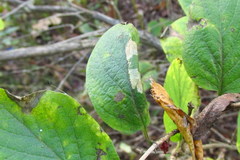 Phyllonorycter emberizaepenella
