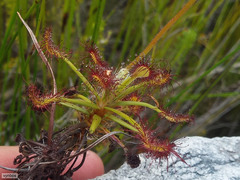 Drosera glabripes