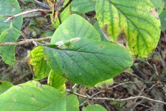 Phyllonorycter emberizaepenella