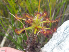 Drosera glabripes